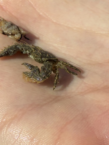Hairy Porcelain Crab