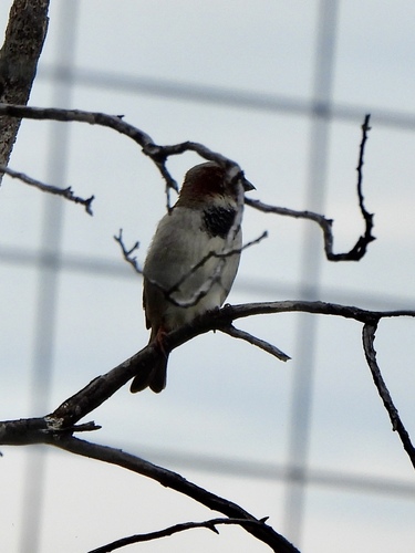 House Sparrow