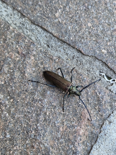 Musk beetle