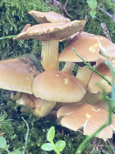 Sulphur Tuft