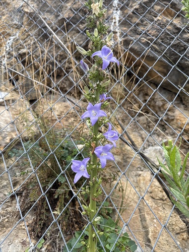 Chimney Bellflower