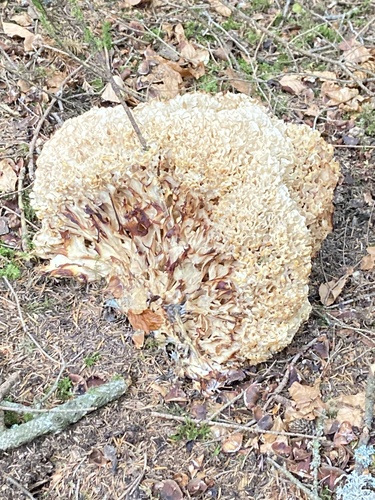 Sparassis brevipes
