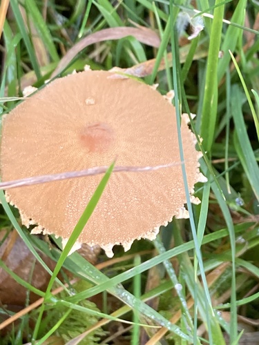 Earthy Powdercap