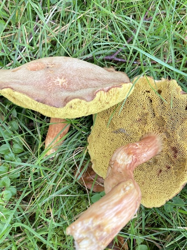 rusty bolete
