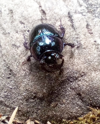 Woodland Dor Beetle