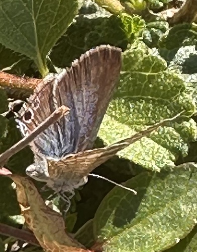 Pea Blue
