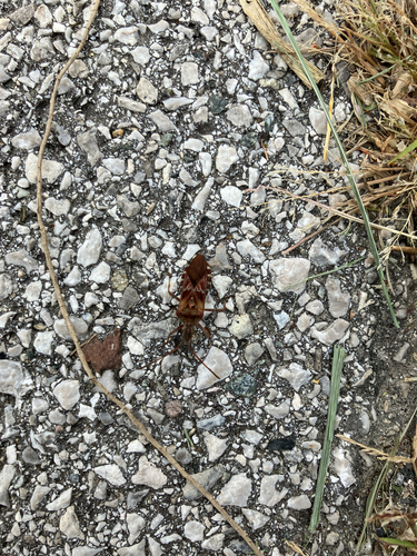 Western Conifer Seed Bug