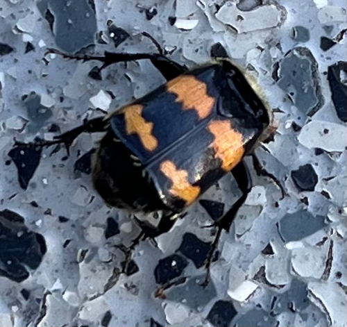 Tomentose Burying Beetle