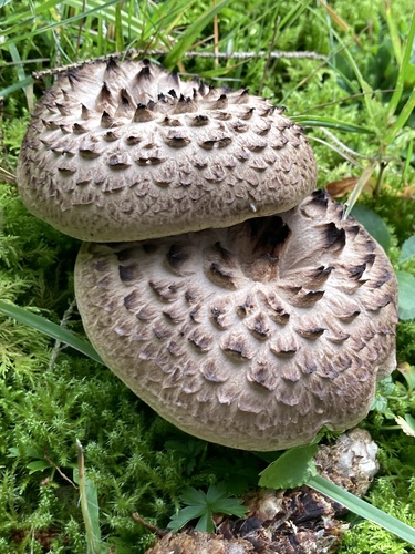shingled hedgehog