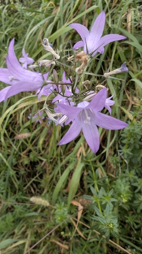 Spreading Bellflower