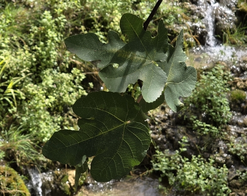 common fig