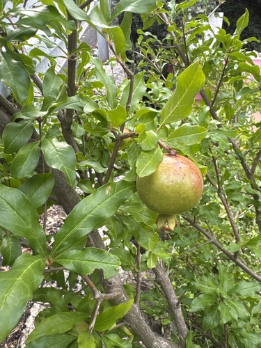 pomegranate