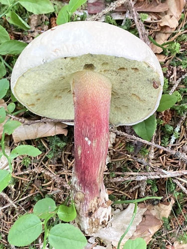 Bitter Beech Bolete