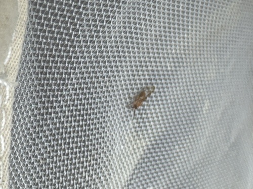 Mediterranean fig psyllid