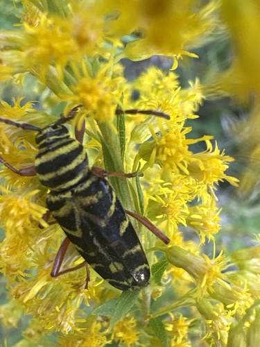 Locust Borer