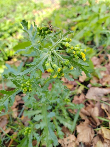 common groundsel