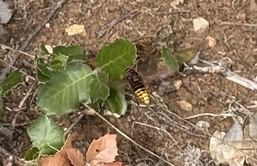 European Hornet