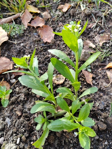field penny-cress