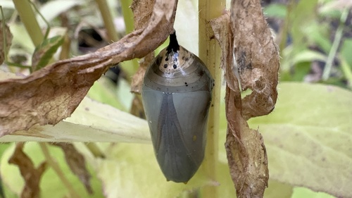 Monarch