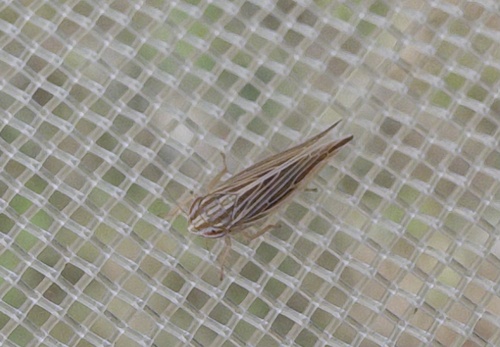 Mocydia crocea