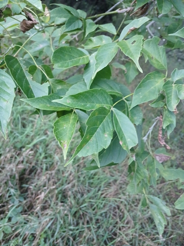 box elder