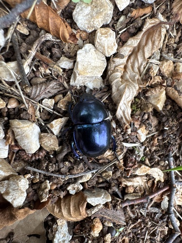 Springtime Dung Beetle