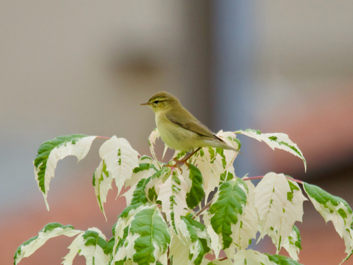 Willow Warbler