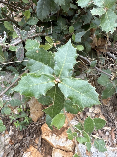 Holm oak