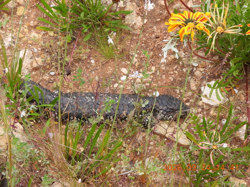Shingleback