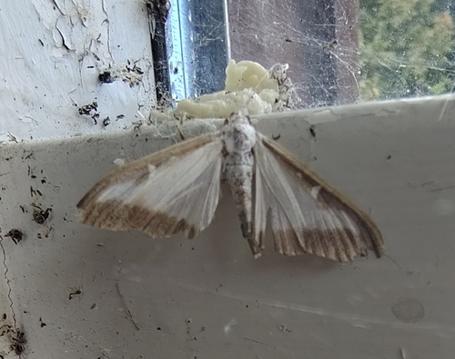 Box Tree Moth
