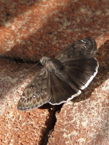 Mournful Duskywing