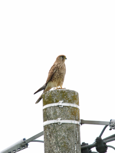 Eurasian Kestrel