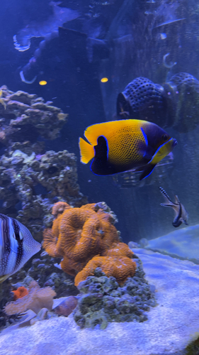 Ray-finned Fishes
