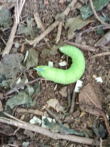 Lime Hawkmoth