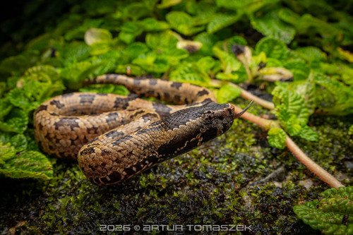 Indo-Malayan mountain pitviper
