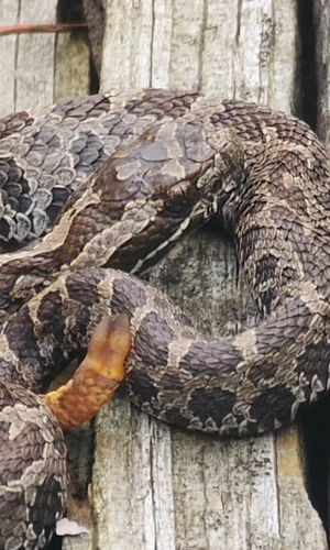 Eastern Massasauga