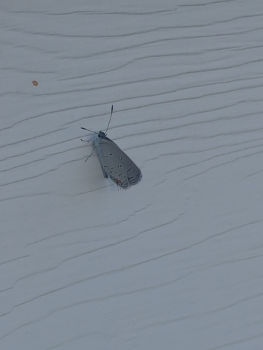 Eastern Tailed-Blue