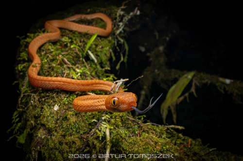 Black-headed Cat Snake