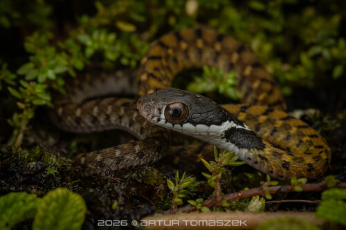Specklebelly Keelback