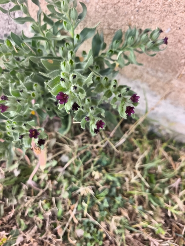 Brown Monkwort