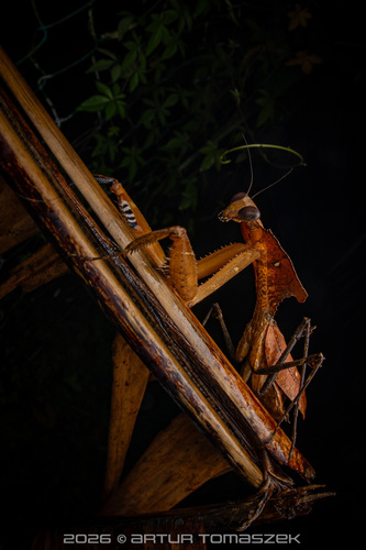 Giant Dead Leaf Mantis