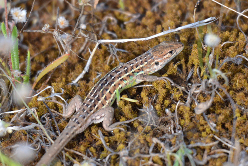 Western Psammodromus