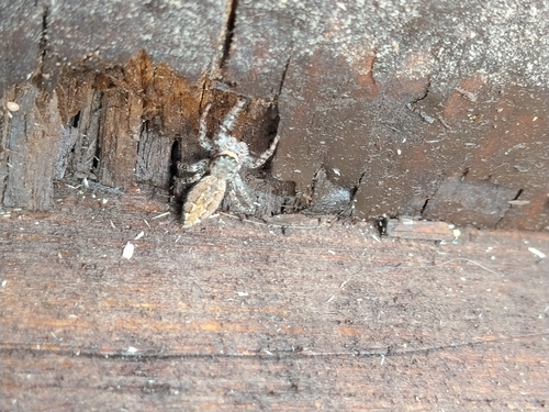 Fencepost jumping spider