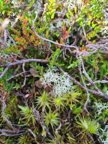 Reindeer Lichen