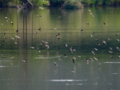 Western House Martin