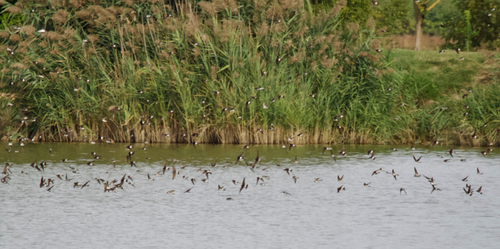 Western House Martin