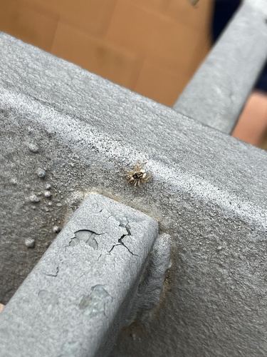 Half-edged Wall Jumping Spider