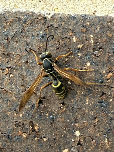 Northern Paper Wasp