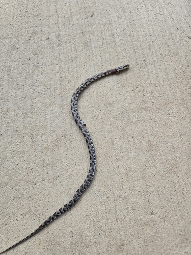 Western Ratsnake