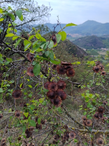 Jerusalem Thorn